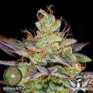 Dynasty Genetics Seeds Caramel Haze